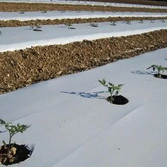 thumbnail for publication: Implementing the Four Rs (4Rs) in Nutrient Stewardship for Tomato Production
